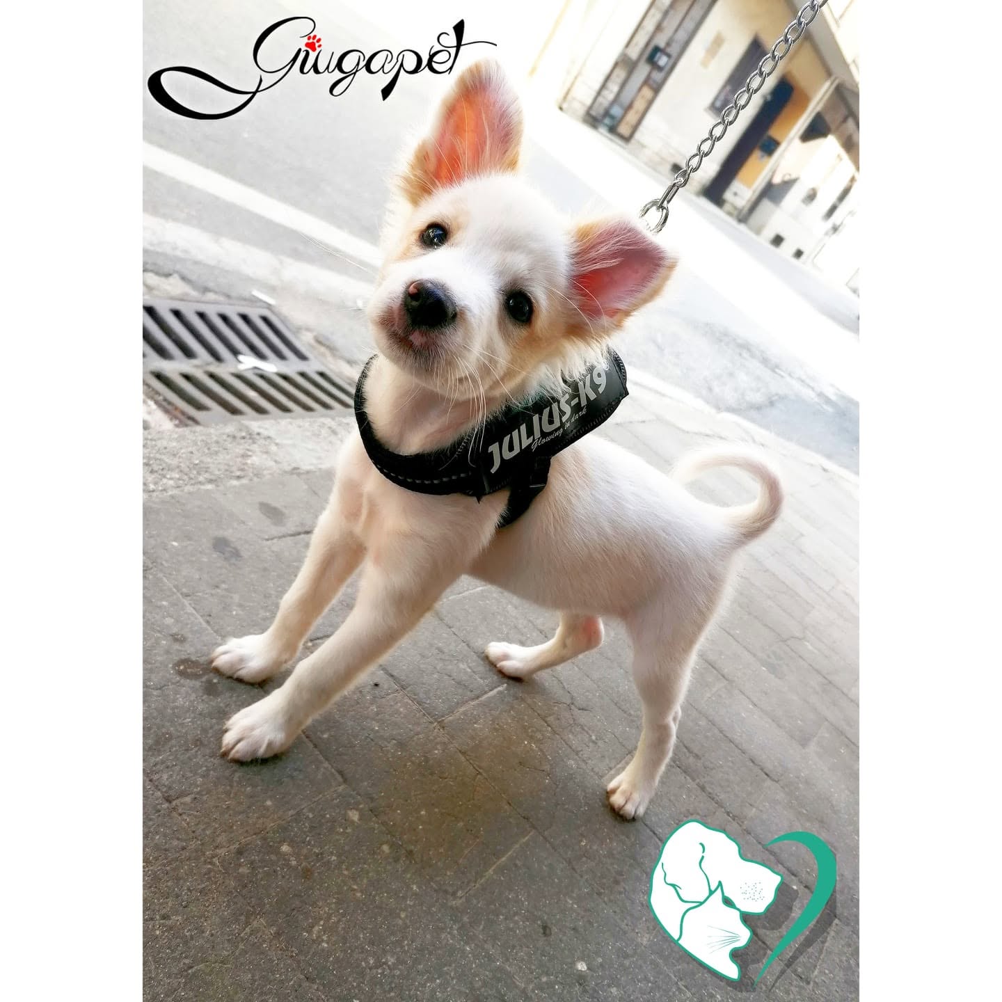 Alimenti e accessori per cani