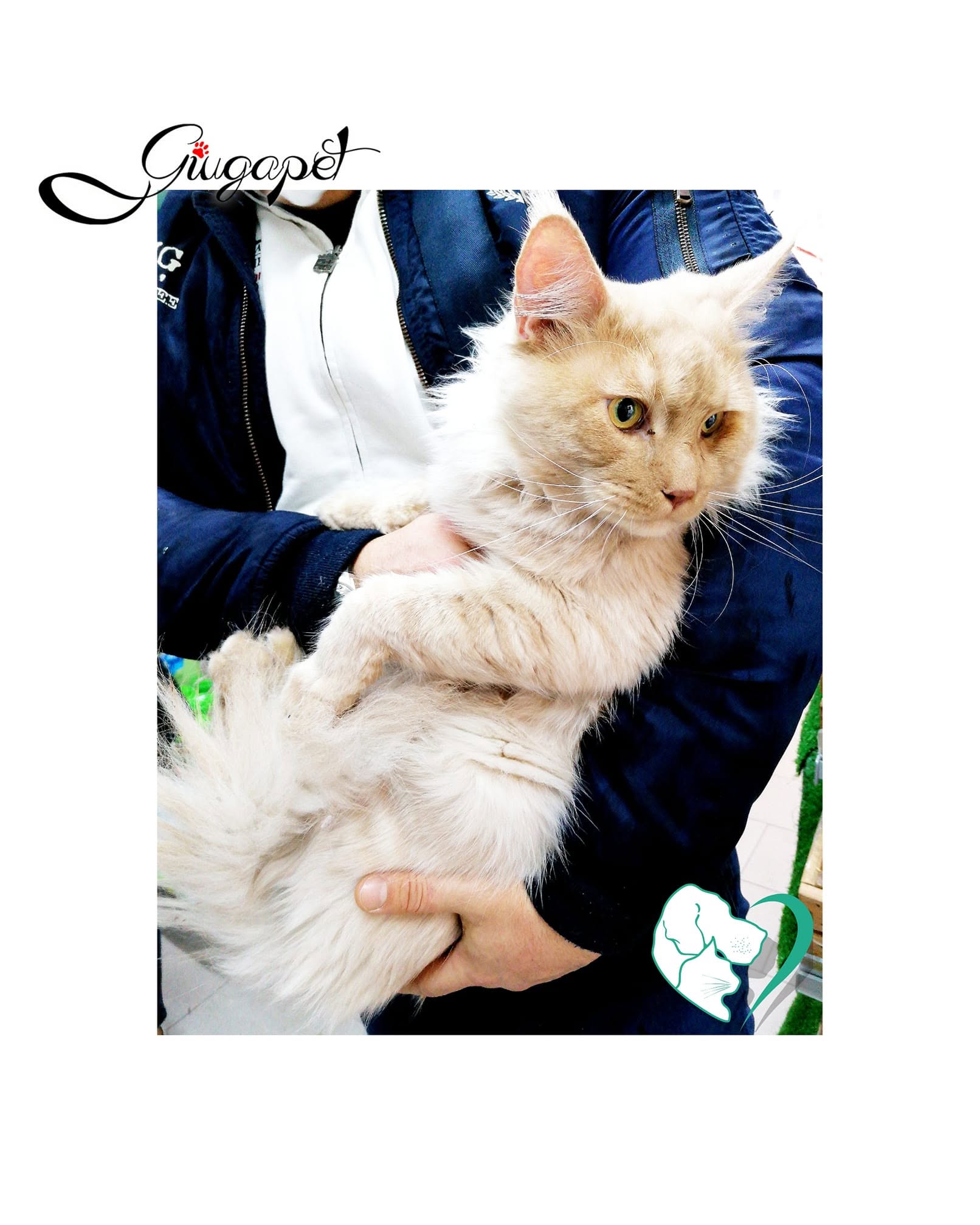 Alimenti e accessori per gatti